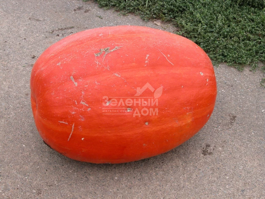 Голиаш (Атлант) / Goliash (Atlant),110-130 дней фото 1