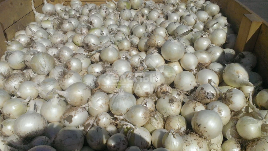 Примо Бланко F1 / Primo Blanco F1, 110-115 дней фото 1