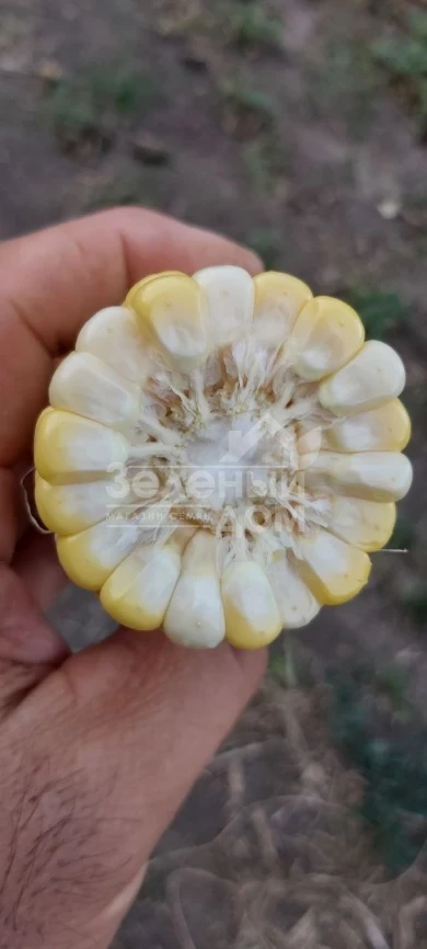 Ксанаду F1 ( Нирвана F1) / Xanadu F1 ( Nirvana F1), 71-72 дня фото 2