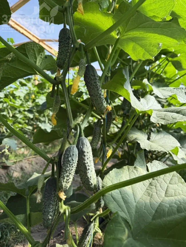 Мираж F1 / Mirazh F1 фото 1