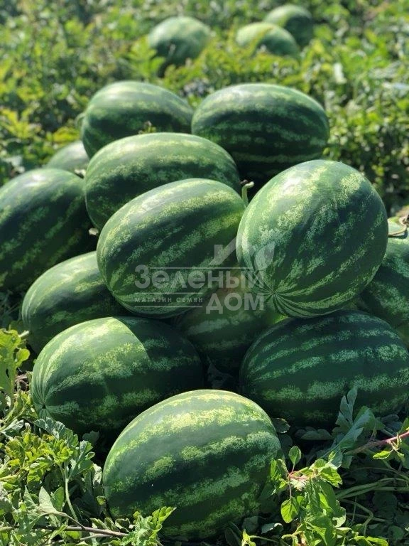 Балатон F1 / Balaton F1, 60-62 дня фото 3