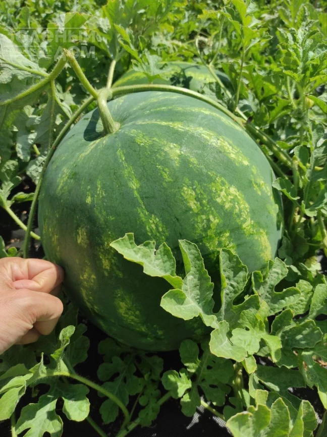 Харизма F1 / Kharizma F1 фото 1