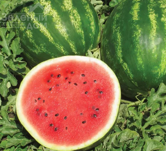 Талісман F1 / Talisman F1,62-65 днів фото 2