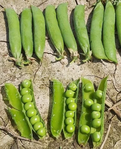 Липтон / Lipton  фото 1