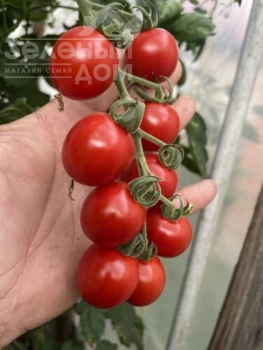 Денвер F1 / Denver F1, 95 дней фото 2