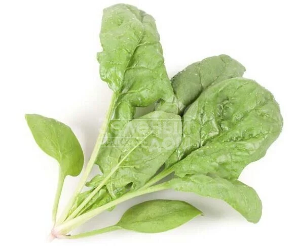 Муфлон F1 / Mouflon F1 фото 1