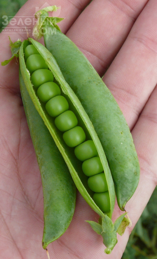 Мегасайз / Megasayz, 55-60 днів фото 2