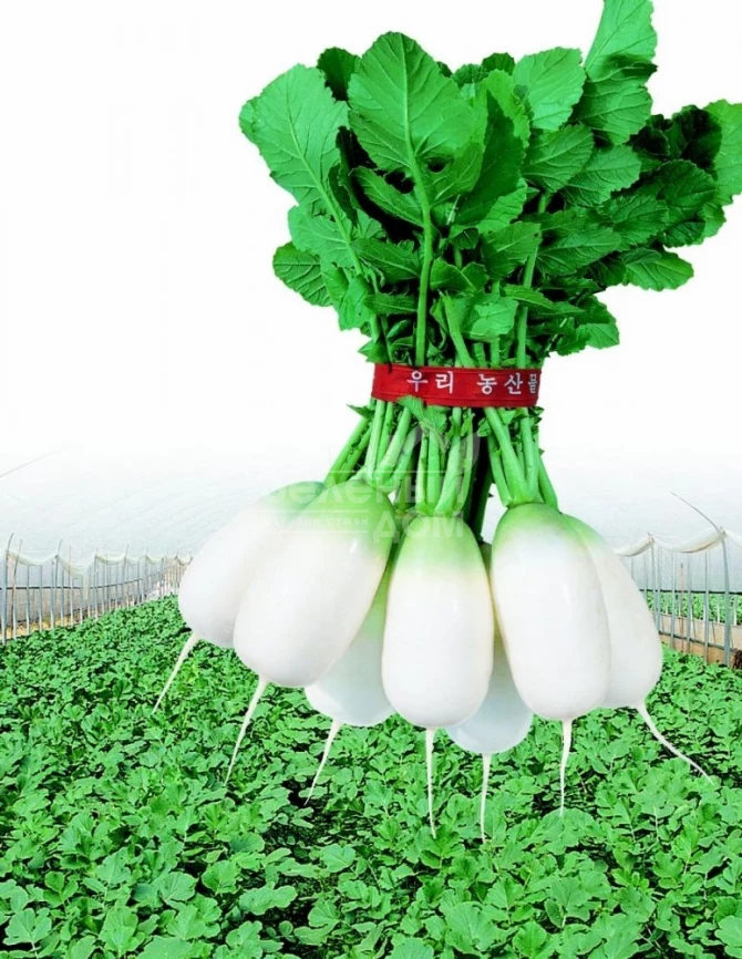 Аккорд (СаммерБриз) F1 / Accord (SummerBreez) F1,55-60 дней фото 1