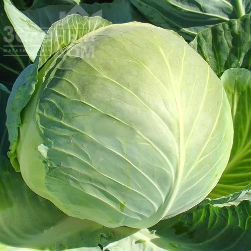 Харьковская зимняя / Kharkovskaya zimnyaya фото 1