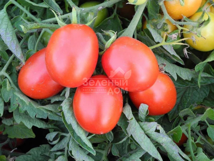 Бриксол F1 / Briksol F1, 92-94 дня фото 1