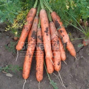 Ярана F1 / Jarana F1,90-100 дней фото 1