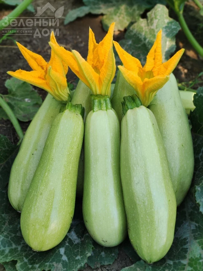 Самира F1 / Samira F1, 40-45 дней фото 4