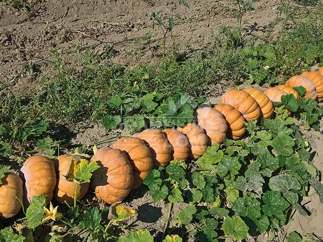 Маноск F1 / Manosk F1,110-115 дней фото 3