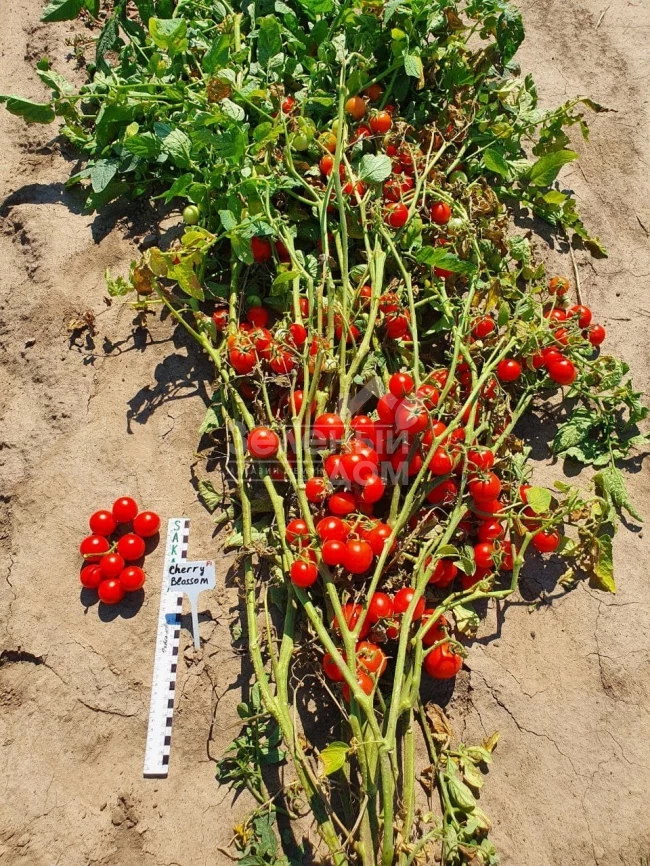 Чери Блоссом F1 / Cherry Blossom F1 фото 4