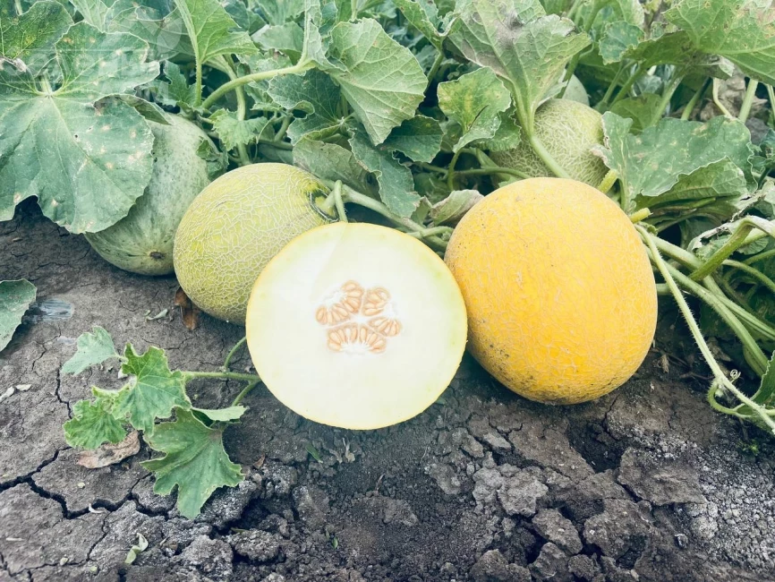 Романостар (E25G.00709) F1 / Romanostar F1, 55-60 дней фото 1