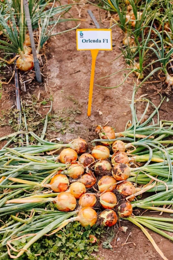 Орленда F1 / Orlenda F1,105-110 дней фото 1