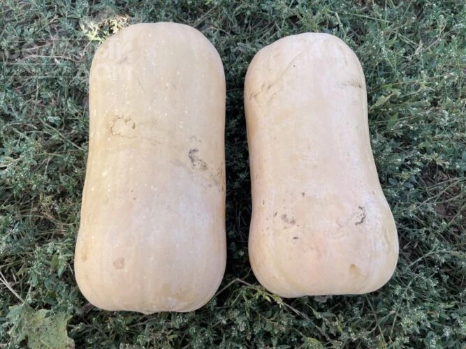 Баррель F1 / Barrel F1, 95 дней фото 3