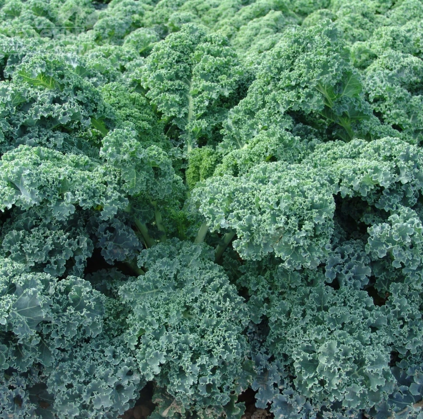 Капрал / Kapral фото 1