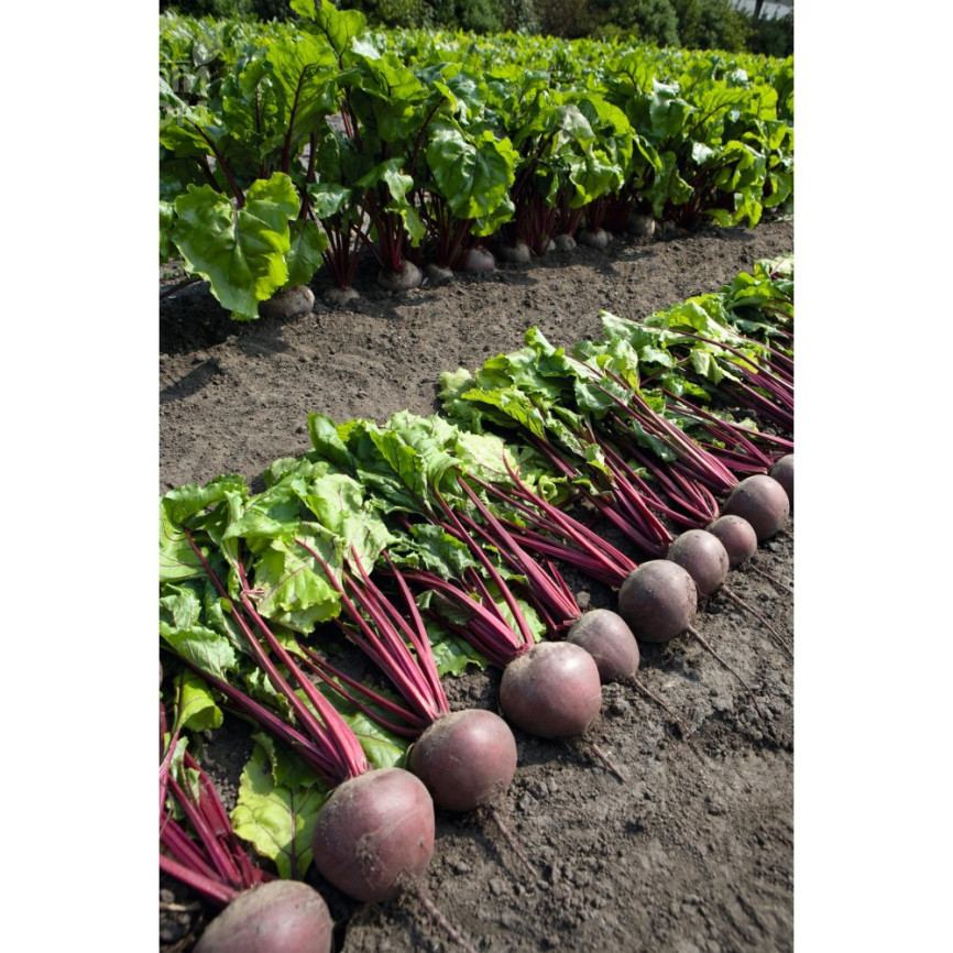 Пабло F1 / Pablo F1,105-108 днів фото 1