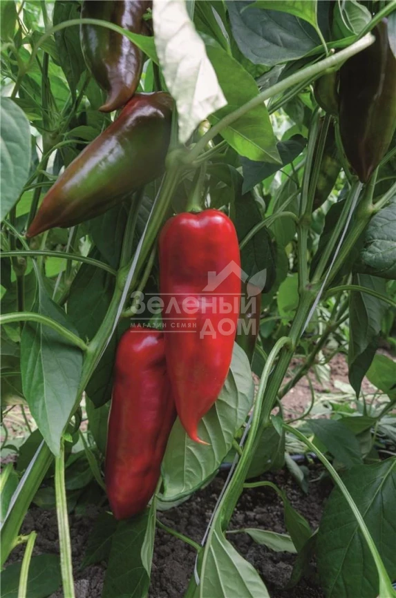 Хан F1 / Khan F1,100 дней фото 1