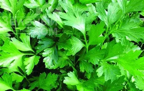 Kомуне 2 / Comunе 2 фото 2