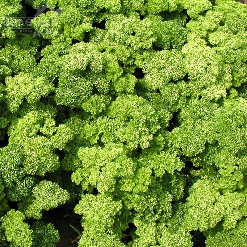 Кадерва / Kaderva, 70-80 дней фото 1