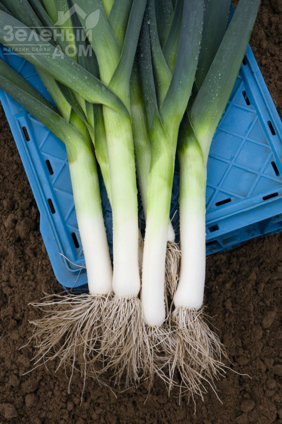 Джампер F1 / Jumper F1,85-90 днів фото 1