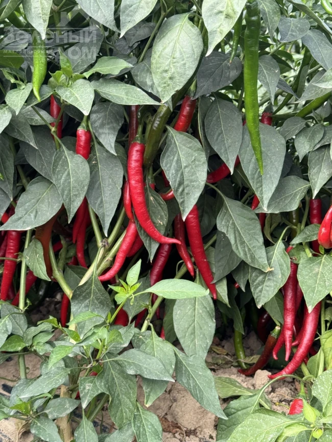 Фуего F1 / Fuego F1, 50-55 дней фото 2