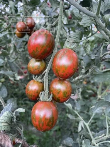 Маритта F1 / Maritta F1, 95 дней фото 3