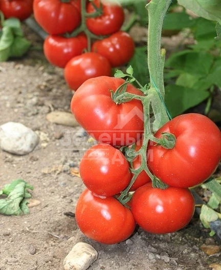 Чимган F1 / Chimgan F1,67-70 дней фото 1