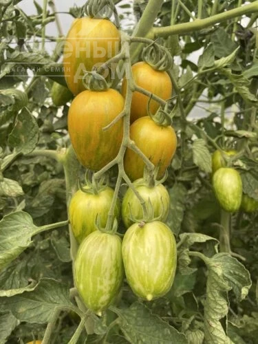 Корвалис F1 / Korvalis F1, 95 дней фото 2