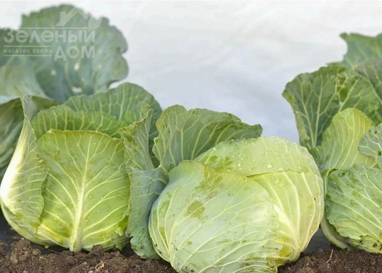 Джеди Грин F1 / Dzhedi Grin F1, 70-80 дней фото 1