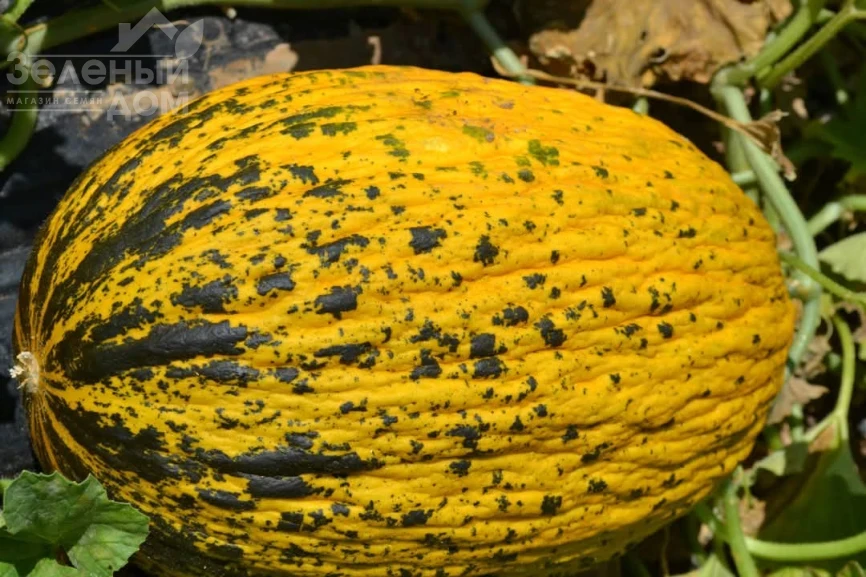 Ариана F1 / Ariana F1, 68-72 дней фото 3