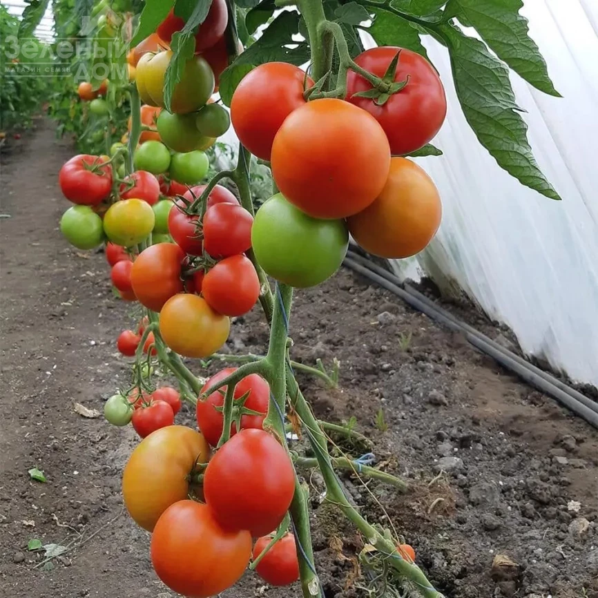 Дримболл F1 / Dreamboll F1 фото 1