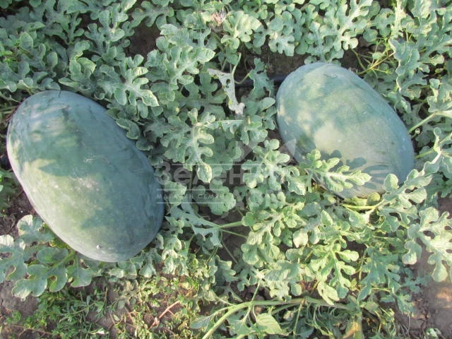 ЛС 1802 F1 / LS 1802 F1 фото 5