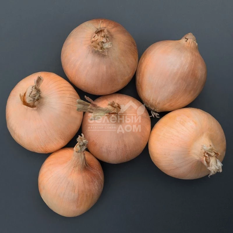 Орленда F1 / Orlenda F1,105-110 дней фото 2