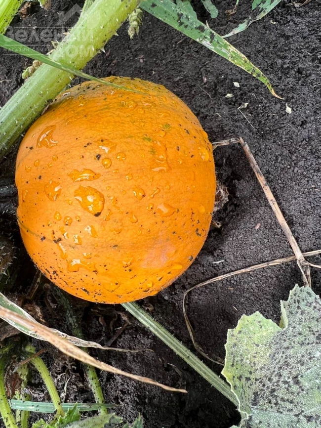 Апрентис F1 / Aprentis F1 фото 1