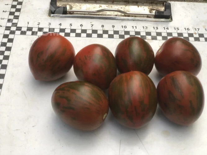 Маритта F1 / Maritta F1, 95 дней фото 2