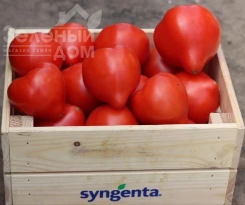 Доминет F1 / Dominet F1 фото 4