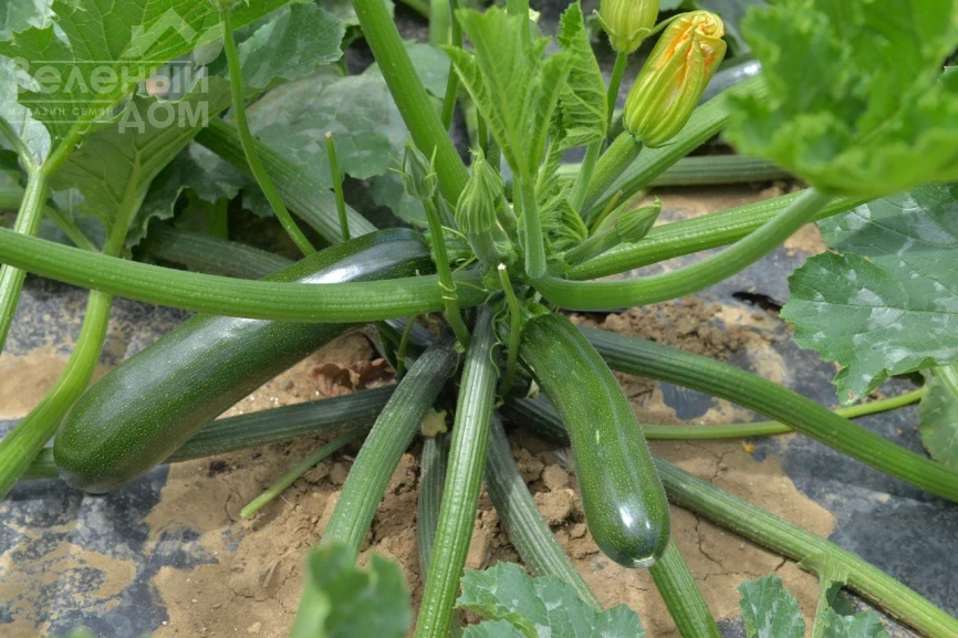 SQ 11009 F1 / SQ 11009 F1 фото 1