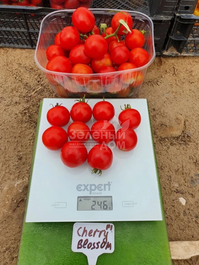 Чери Блоссом F1 / Cherry Blossom F1 фото 1