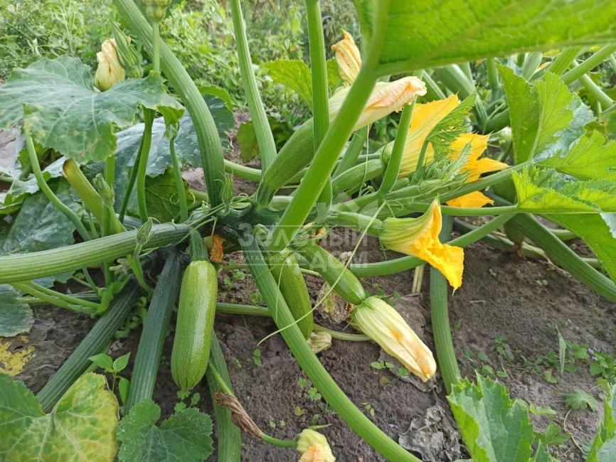 Император F1 / Imperator F1, 32-37 дней фото 2