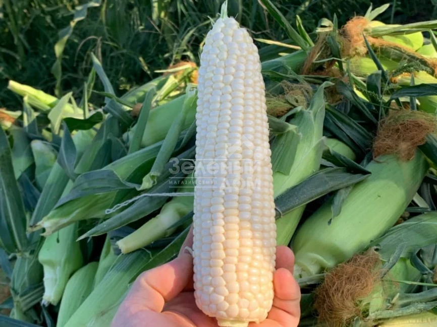 Николь F1 / Nicole F1, 70-72 дня фото 3