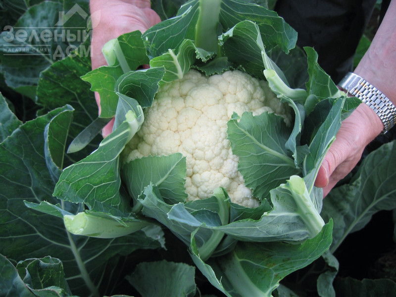 Овієдо F1 / Oviedo F1,66 днів фото 2