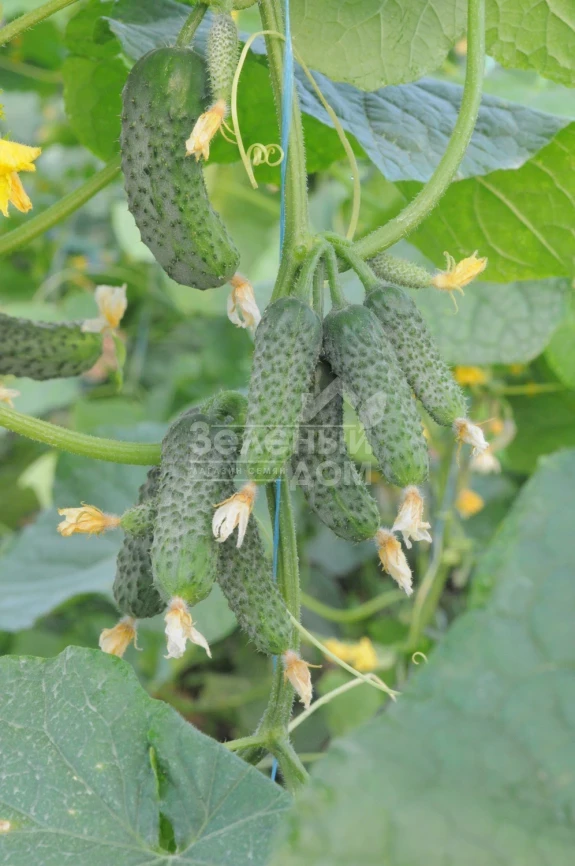 Бафра F1 (ЕЗ 18/01) / Bafra F1 (EZ 18/01), 33-38 дней фото 3