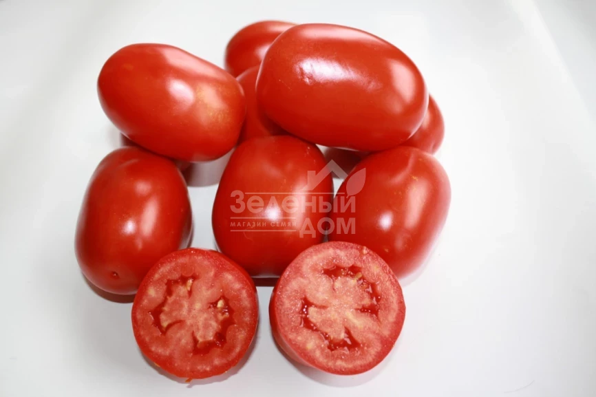 Фидель (INX 1592) F1 / Fidel (INX 1592) F1,90-95 дней фото 1