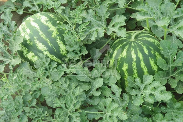 Авалон F1 / Avalon F1,62-65 дней фото 1