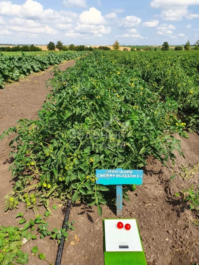 Чери Блоссом F1 / Cherry Blossom F1 фото 2