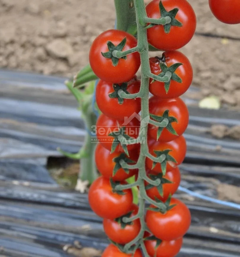 Порпора F1 / Porpora F1,105-115 дней фото 1