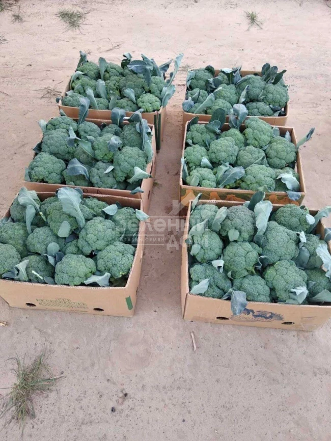 Куско F1 / Kusko F1, 63-67 дней фото 1